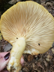 Volvariella bombycina