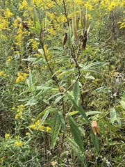 Asclepias incarnata