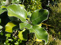 Brachyglottis rotundifolia