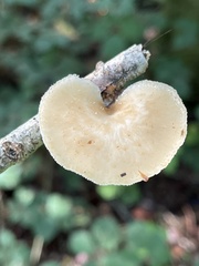 Polyporus tuberaster