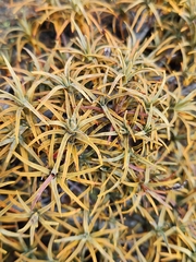 Dracophyllum recurvum
