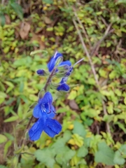 Salvia scutellarioides