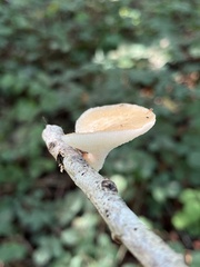 Polyporus tuberaster