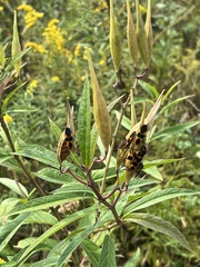 Asclepias incarnata