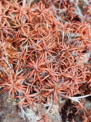 Dracophyllum recurvum