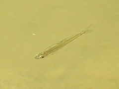 Leuciscidae