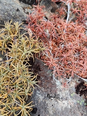 Dracophyllum recurvum