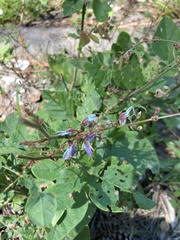 Desmodium viridiflorum