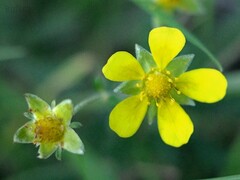 Potentilla argentea