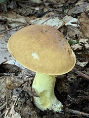 Hemileccinum