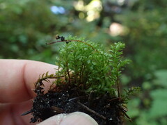 Mnium lycopodioides