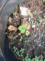 Aquilegia canadensis
