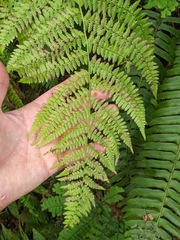 Athyriaceae