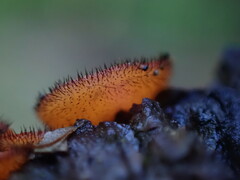 Scutellinia