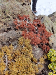 Dracophyllum recurvum