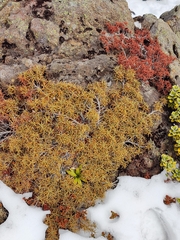 Dracophyllum recurvum