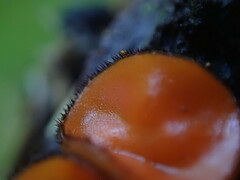 Scutellinia