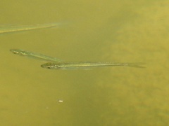 Leuciscidae