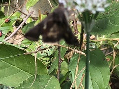 Anagrapha falcifera