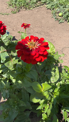 Zinnia elegans