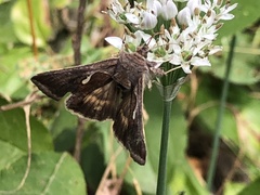 Anagrapha falcifera