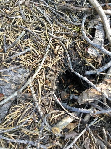 iNaturalist observation photo of Typical and Flying Squirrels