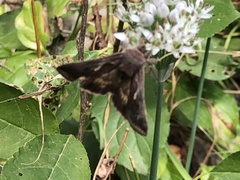 Anagrapha falcifera