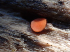 Scutellinia