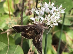 Anagrapha falcifera