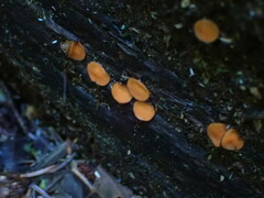 Scutellinia