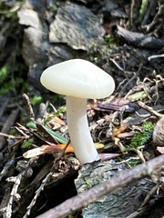 Cuphophyllus virgineus