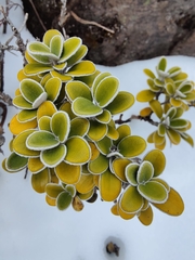 Brachyglottis bidwillii