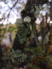 Ramalina sinensis