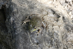 Lithobates clamitans