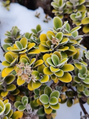 Brachyglottis bidwillii