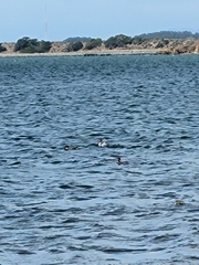 Mergus merganser americanus