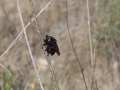 Mallophora leschenaulti