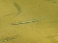 Leuciscidae