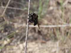 Mallophora leschenaulti