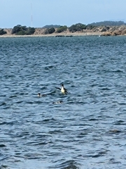 Mergus merganser americanus
