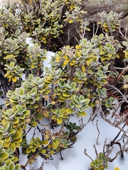 Brachyglottis bidwillii