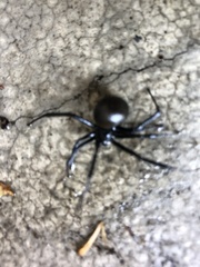 Latrodectus hesperus