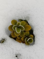 Brachyglottis bidwillii