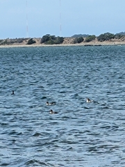 Mergus merganser americanus