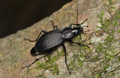 Carabus vinctus