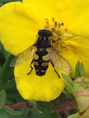 Helophilus obscurus