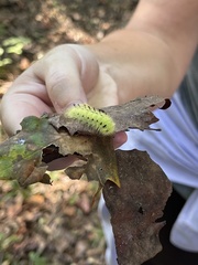 Apatelodes torrefacta