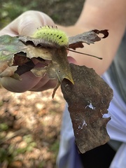 Apatelodes torrefacta