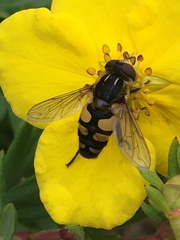 Helophilus obscurus