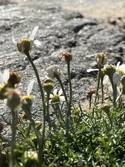Tripleurospermum maritimum